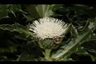 白花小薊-花43.JPG