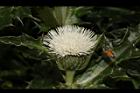白花小薊-花44.JPG