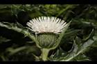 白花小薊-花45.JPG