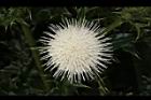 白花小薊-花50.JPG