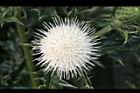 白花小薊-花51.JPG