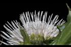 白花小薊-花冠01.JPG