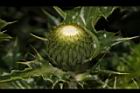 白花小薊-花苞00.JPG