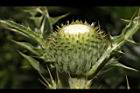 白花小薊-花苞01.JPG