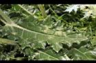 白花小薊-葉正00.JPG