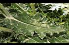 白花小薊-葉正01.JPG