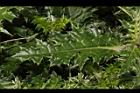 白花小薊-葉正02.JPG