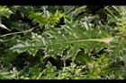 白花小薊-葉正03.JPG