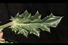 白花小薊-葉正05.JPG