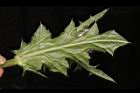 白花小薊-葉背01.JPG