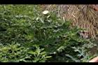 白花小薊02.JPG