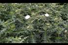 白花小薊04.JPG