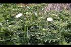 白花小薊07.JPG