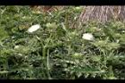 白花小薊08.JPG