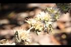 益母草-種子12.jpg