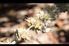 益母草-種子13.jpg