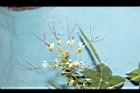 白花菜-花01.JPG