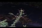 白花菜-花實03.JPG