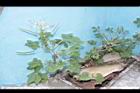 白花菜06.JPG