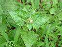 白花藿香薊1.JPG