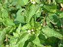 白花藿香薊11.JPG