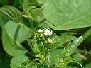 白花藿香薊12.JPG