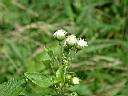 白花藿香薊18.JPG