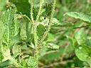 白花藿香薊19.JPG