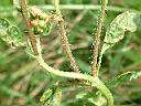 白花藿香薊20.JPG