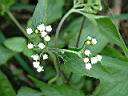 白花藿香薊5.JPG