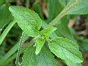 白花藿香薊7.JPG