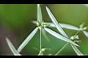 白花蛇舌草-實.jpg