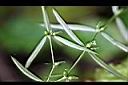 白花蛇舌草-實2.jpg