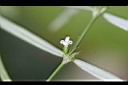 白花蛇舌草-花1.jpg
