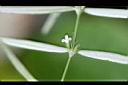 白花蛇舌草-花4.jpg