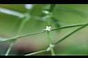 白花蛇舌草-花5.jpg