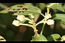 白花野牡丹-實00.jpg