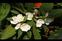 白花野牡丹-花02.jpg