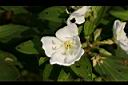 白花野牡丹-花03.jpg