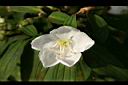 白花野牡丹-花04.jpg