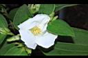 白花野牡丹-花10.JPG
