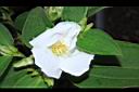 白花野牡丹-花11.JPG