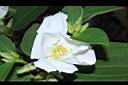 白花野牡丹-花12.JPG