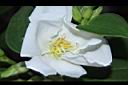 白花野牡丹-花13.JPG