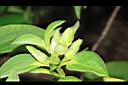 白花野牡丹-花苞04.JPG