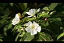 白花野牡丹00.jpg