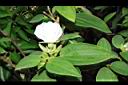 白花野牡丹05.JPG