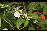 白花野牡丹-花00.jpg