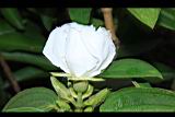 白花野牡丹-花06.JPG