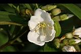 白花野牡丹-花08.jpg